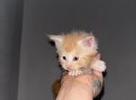 Baby kittens - Maine Coon Kitten For Sale - 