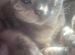 Zeus - Bengal Cat For Sale - 