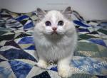 Charlie - Ragdoll Cat For Sale - Tuscaloosa, AL, US