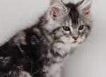 Briz Polydactyl - Maine Coon Kitten For Sale - Hollywood, FL, US