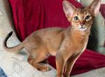 Kent - Abyssinian Cat For Sale - Norwalk, CT, US