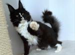 Elite Planet Yesenia - Maine Coon Cat For Sale/Service - Charlotte, NC, US