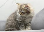 Spruce of RomanovCats - Siberian Kitten For Sale - Ashburn, VA, US