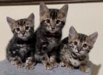 New Litter Born Nov twenty first - Bengal Kitten For Sale - Auburn, IL, US