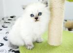 British Shorthair baby boy available - Persian Kitten For Sale - FL, US