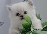 Prince Louis available for reservation - British Shorthair Kitten For Sale - FL, US