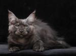 Kris - Maine Coon Kitten For Sale - 