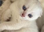 Barbie Stratton - Scottish Fold Kitten For Sale - 