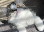 Rosie - Ragdoll Kitten For Sale - Richardson, TX, US