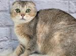 Diesel - Scottish Fold Cat For Adoption - Temecula, CA, US