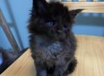 Hendrix - Maine Coon Kitten For Sale - 