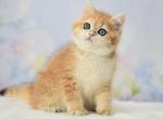 Rufus - British Shorthair Kitten For Sale - Brooklyn, NY, US