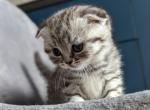 Omega - Scottish Fold Cat For Sale - Brooklyn, NY, US