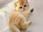 Richard - British Shorthair Kitten For Sale - Brooklyn, NY, US