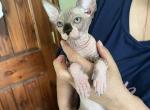 Koi - Sphynx Kitten For Sale - Newalla, OK, US