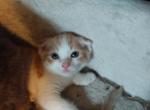 Red male Scottish Fold - Scottish Fold Kitten For Sale - Mokelumne Hill, CA, US