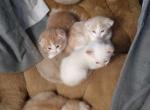 Flame Point Scottish Straight Polydactyl - Siamese Kitten For Sale - Mokelumne Hill, CA, US