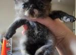 Black and Red Exotic Shorthair - Exotic Cat For Sale - Cumming, GA, US