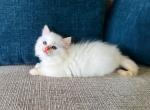 Viking - Ragdoll Kitten For Sale - Los Angeles, CA, US