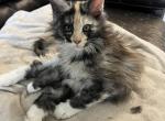 delilah - Maine Coon Kitten For Sale - San Antonio, TX, US