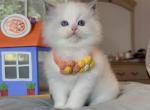 yello - Ragdoll Kitten For Sale - Las Vegas, NV, US