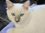 Aila - Ragdoll Cat For Sale - Orange, VA, US