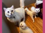 Lilos Babies Lilacs - Ragdoll Kitten For Sale - 