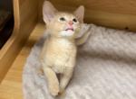 Kiwi and Kiki - Abyssinian Kitten For Sale - San Jose, CA, US