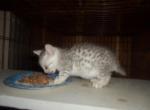 Silver Maus - Egyptian Mau Kitten For Sale - Hamilton, KS, US