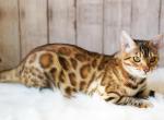 Warsaw - Bengal Cat For Sale - Arvada, CO, US