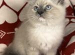 Spencer - Ragdoll Kitten For Sale - Ocala, FL, US