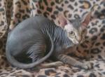 Mercury levkoy female - Sphynx Kitten For Sale - 