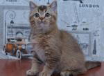 Zabavchik - British Shorthair Cat For Sale - Brooklyn, NY, US