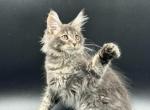 Aron - Maine Coon Kitten For Sale - Brooklyn, NY, US