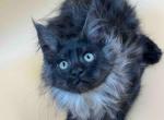 Amely - Maine Coon Kitten For Sale - Brooklyn, NY, US