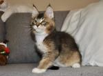 Ramsey - Maine Coon Cat For Sale - Hollywood, FL, US