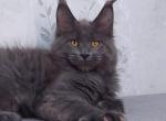 Zevs - Maine Coon Cat For Sale - Hollywood, FL, US