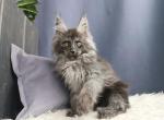 Yaandex - Maine Coon Kitten For Sale - Hollywood, FL, US