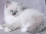 Gustav - Ragdoll Kitten For Sale - Miami, FL, US