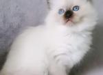 Galaxy - Ragdoll Kitten For Sale - Miami, FL, US