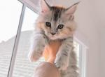 may litter - Maine Coon Kitten For Sale - 