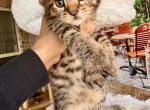 Savannah F2 unique baby male - Savannah Kitten For Sale - FL, US