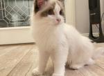 Angel - Ragdoll Cat For Sale - Las Vegas, NV, US