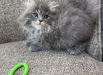 Boy Siberian Social Cuddly Blue Silver Tabby - Siberian Kitten For Sale - Old Bridge, NJ, US