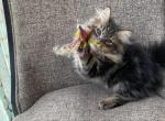 Girl Siberian Purebred Black Brown Tabby - Siberian Kitten For Adoption - Old Bridge, NJ, US