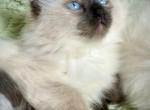 Bella - Ragdoll Kitten For Sale - Ojai, CA, US