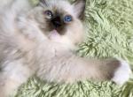 Lulu - Ragdoll Kitten For Sale - Ojai, CA, US