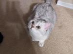 LitterA - British Shorthair Cat For Sale - Durham, NC, US