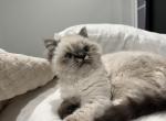 Sadie - Persian Kitten For Sale - Denton, TX, US