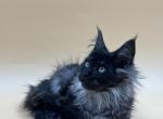 Linsey - Maine Coon Kitten For Sale - Brighton, CO, US